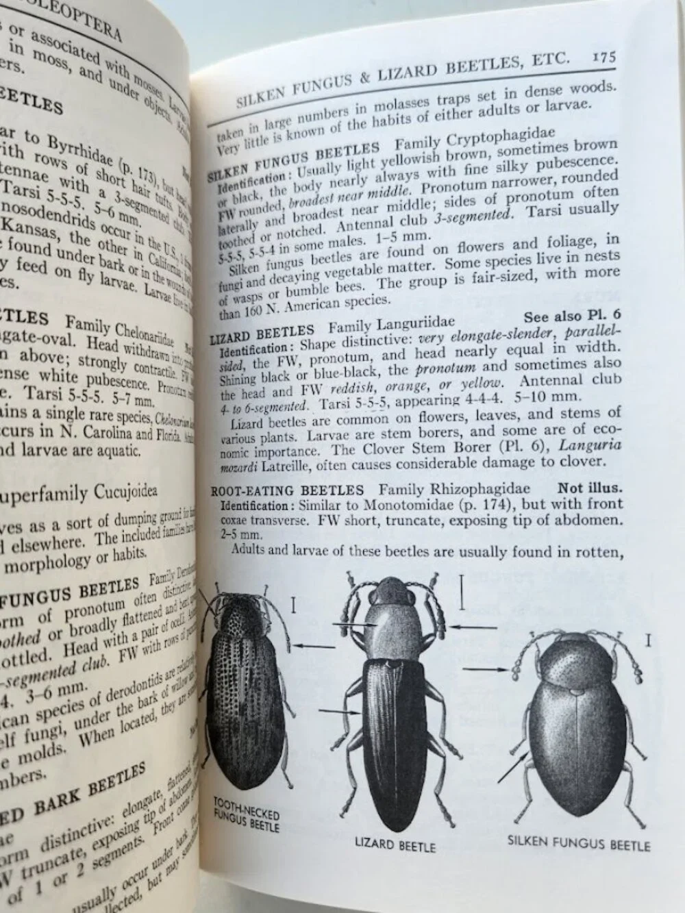 Peterson Field Guide Insects of America North of Mexico Vintage Book Entomology